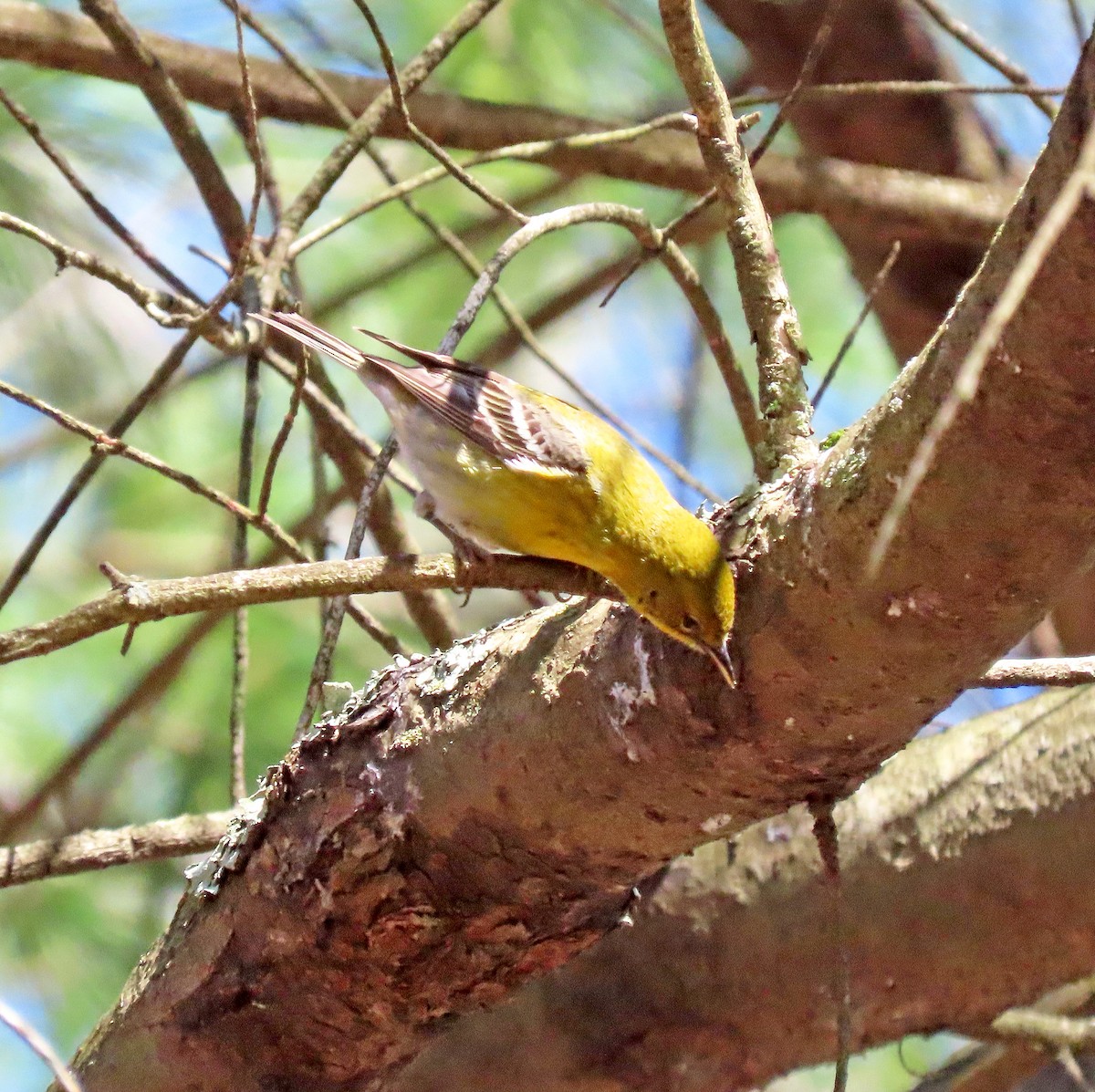 Pine Warbler - ML617710546