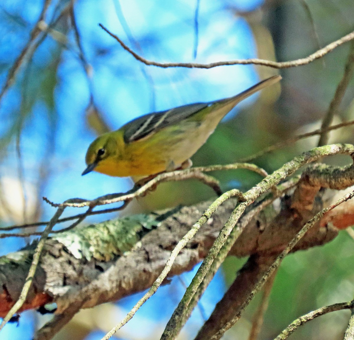 Pine Warbler - ML617710548