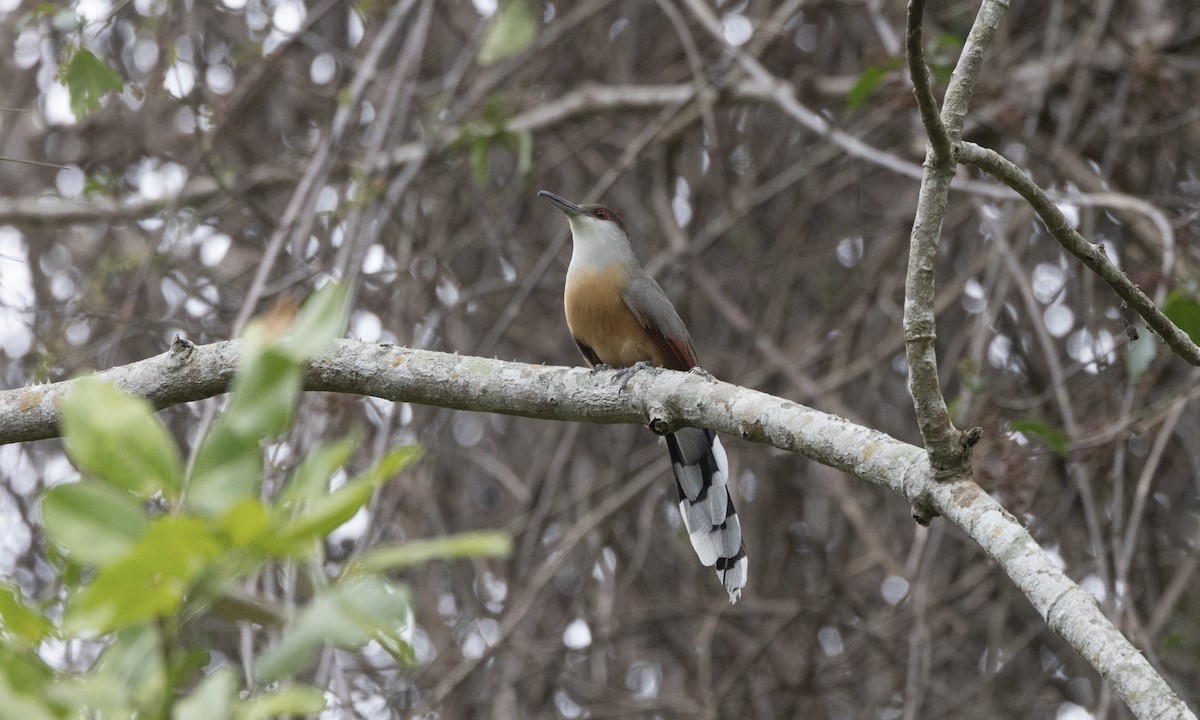 Jamaican Lizard-Cuckoo - ML617710566