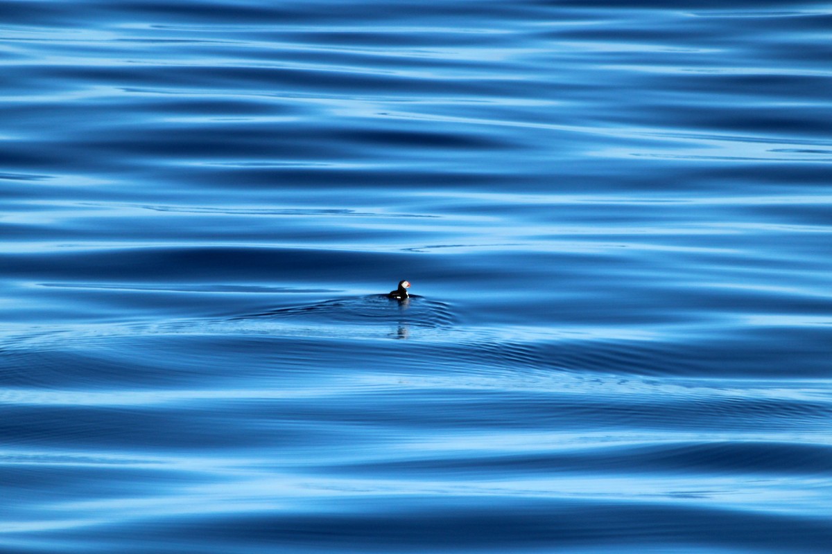 Atlantic Puffin - ML617710597