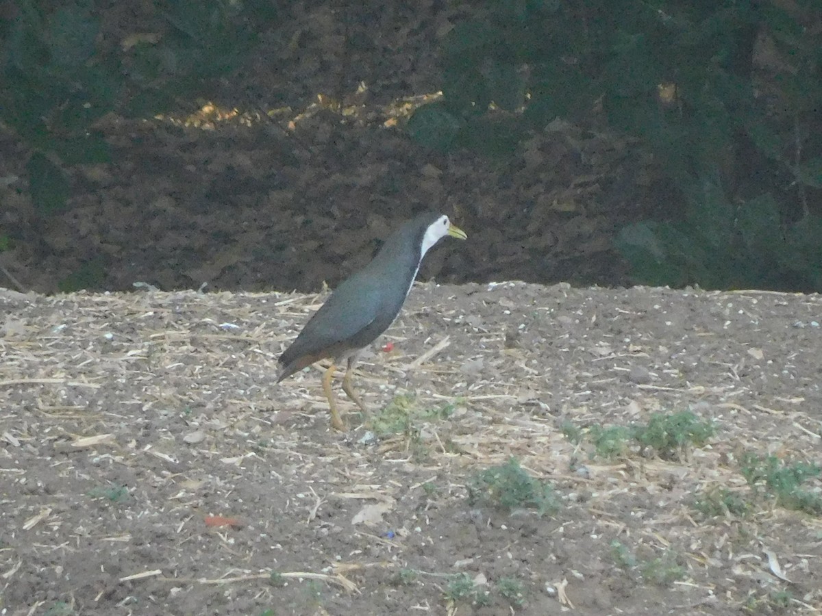 White-breasted Waterhen - ML617710627