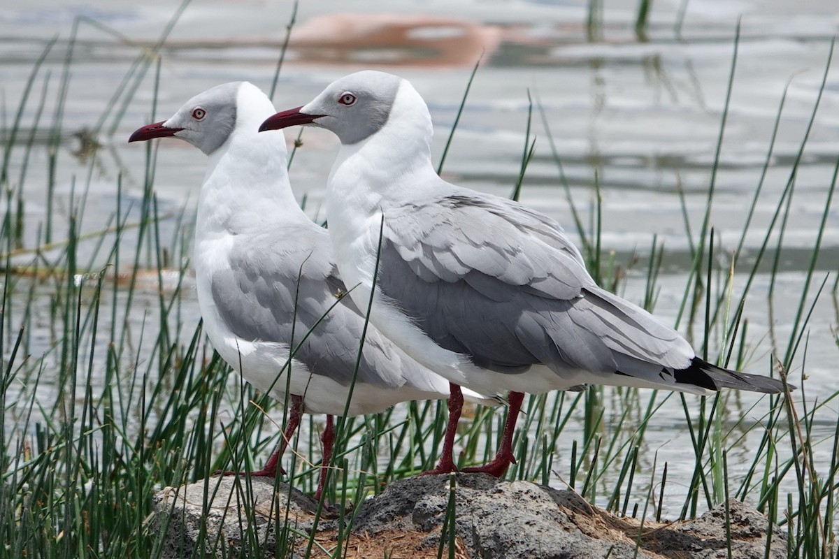 Gray-hooded Gull - ML617710667