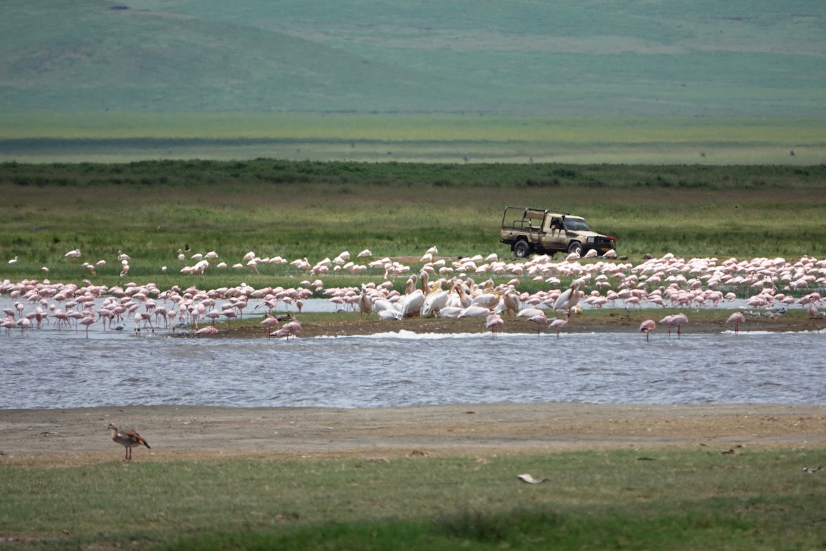 Great White Pelican - ML617710675