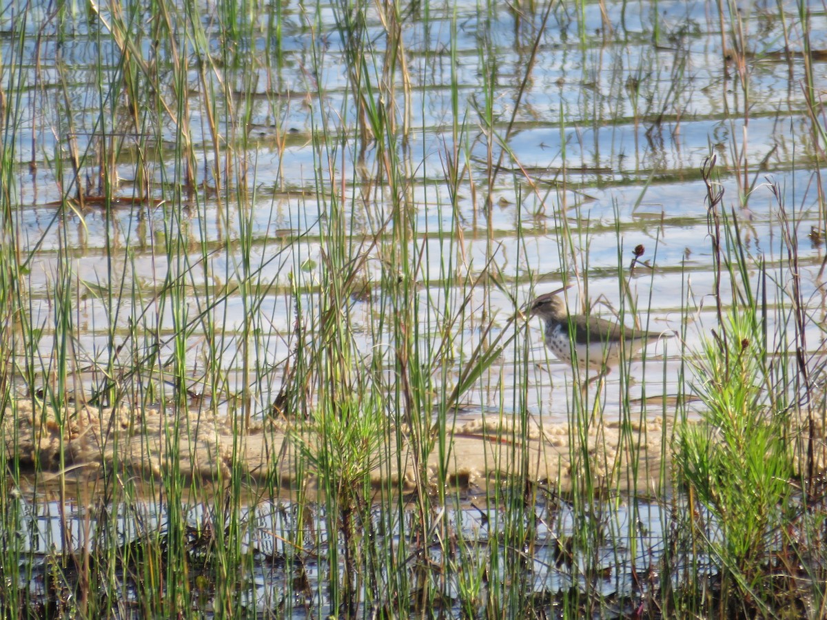 Spotted Sandpiper - ML617710677