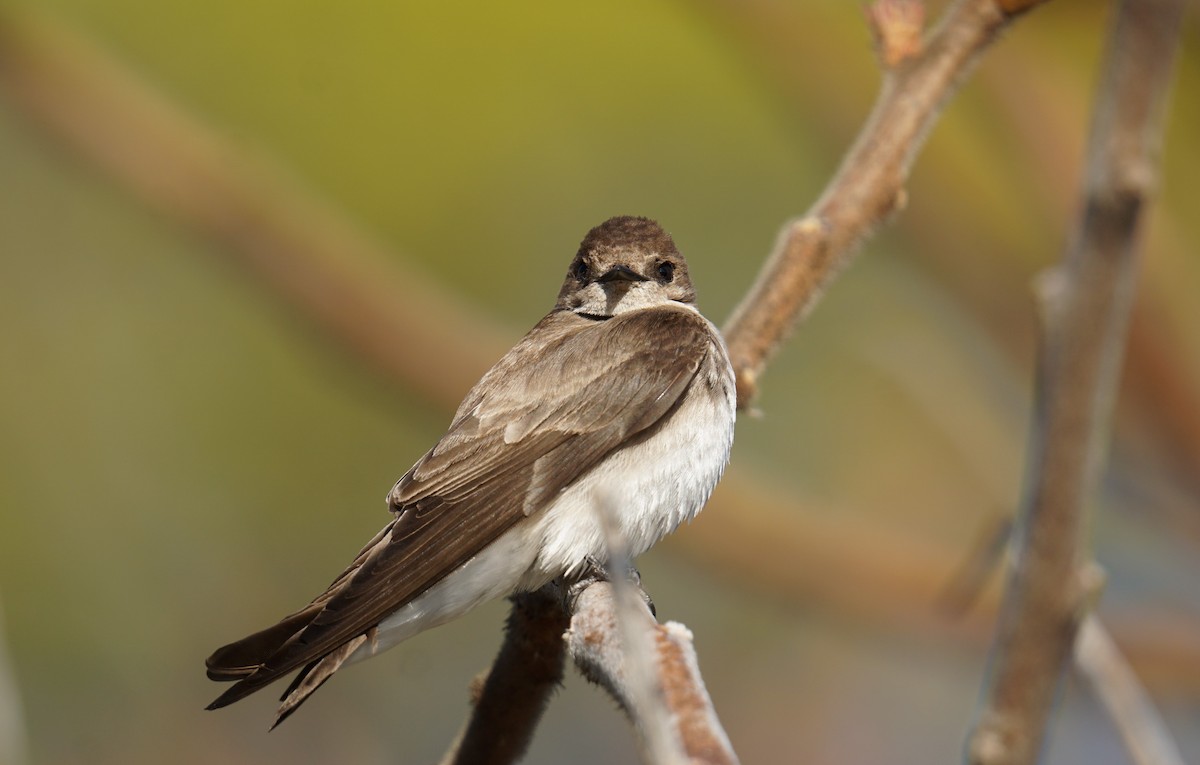 Northern Rough-winged Swallow - ML617710700