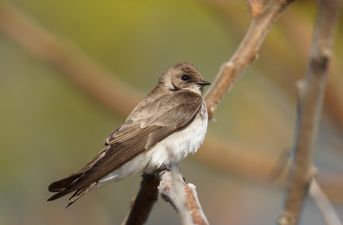 Northern Rough-winged Swallow - ML617710701