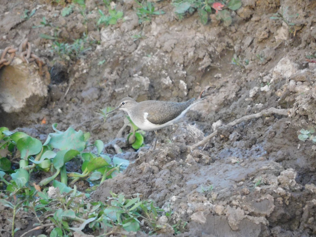 Common Sandpiper - ML617710711