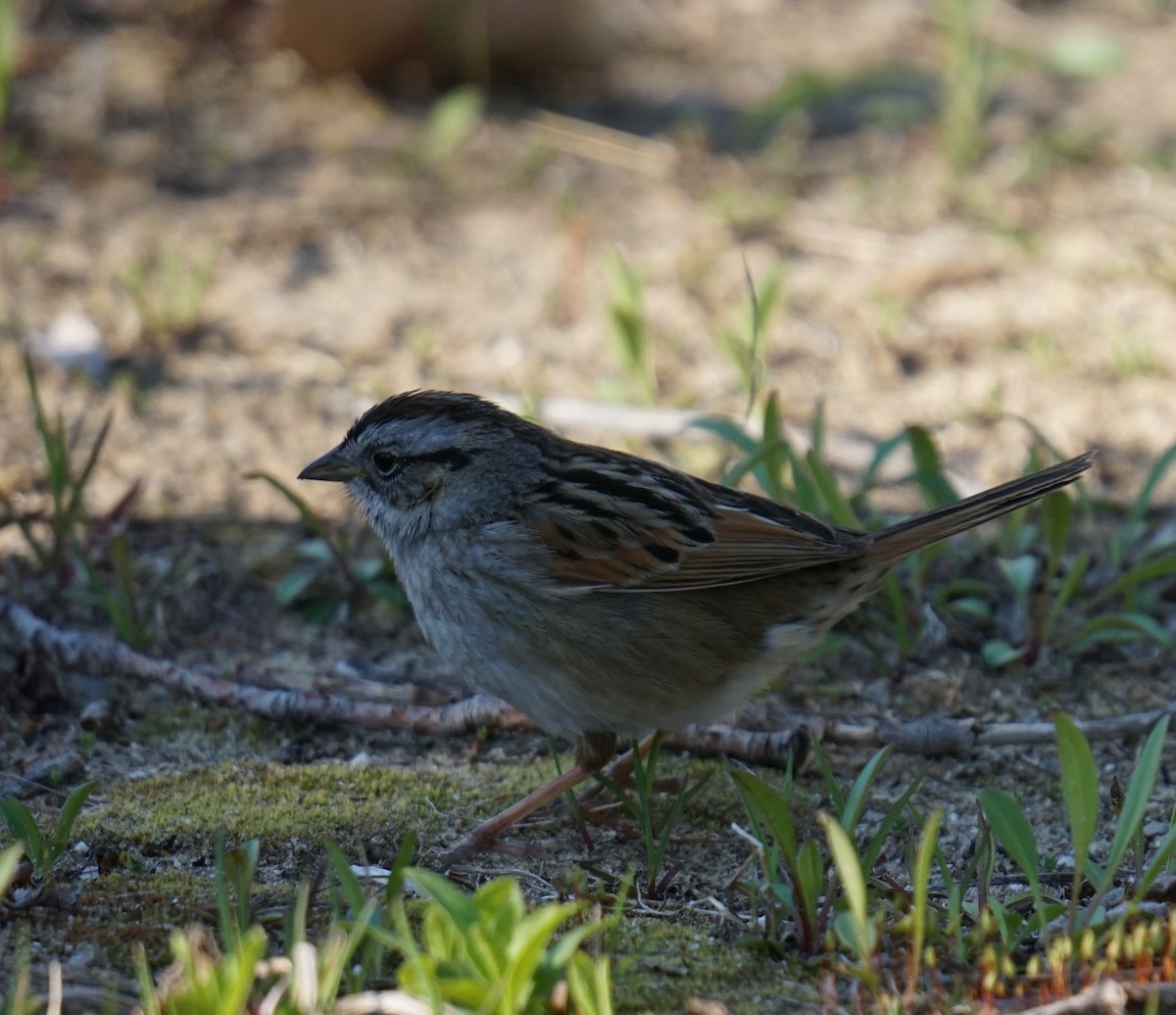 Swamp Sparrow - ML617710728