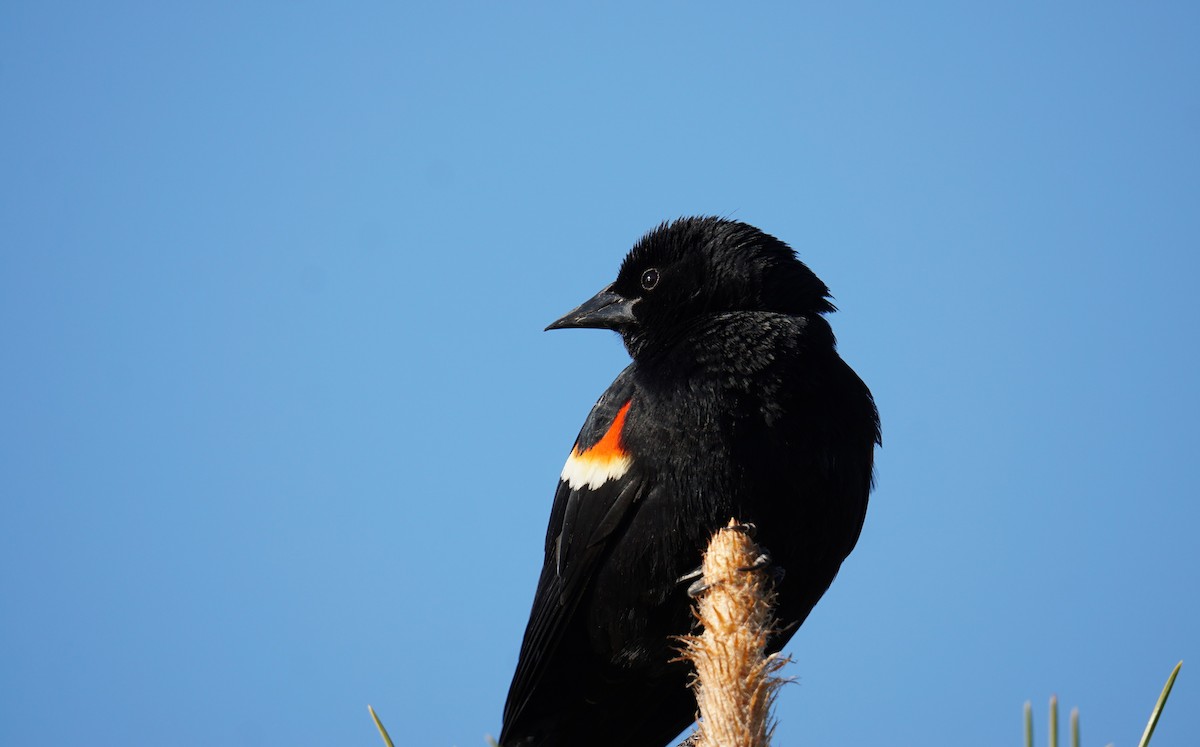 Red-winged Blackbird - ML617710729