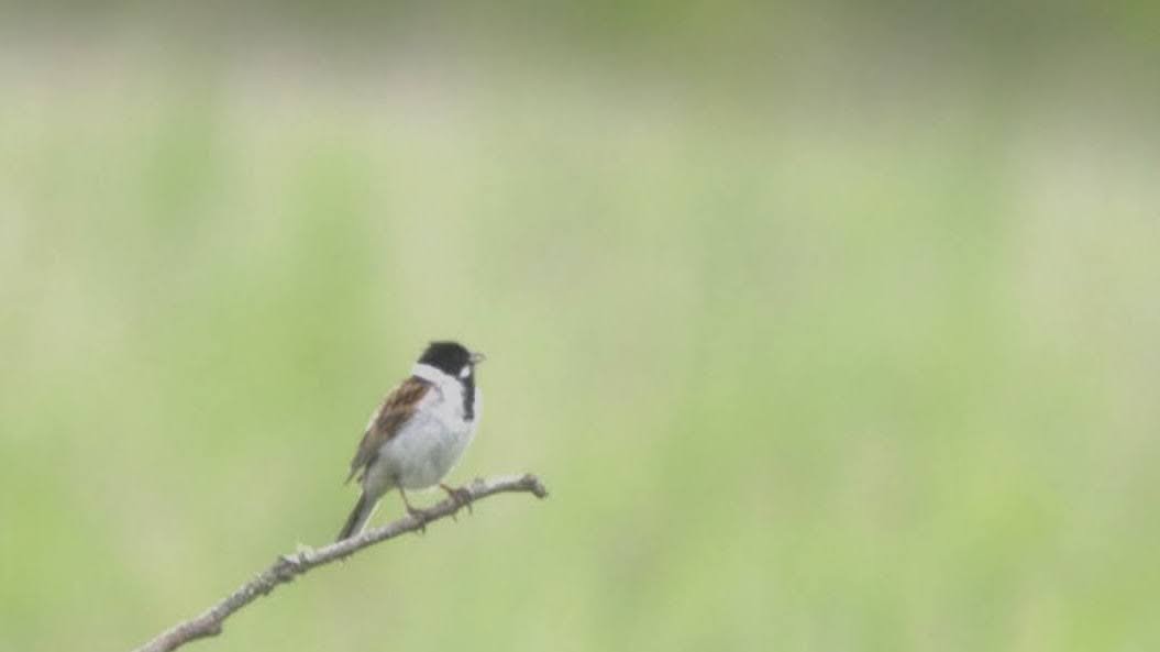 Reed Bunting - ML617710749