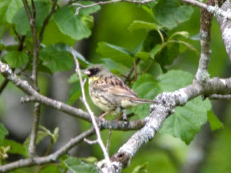 Masked Bunting - ML617710757