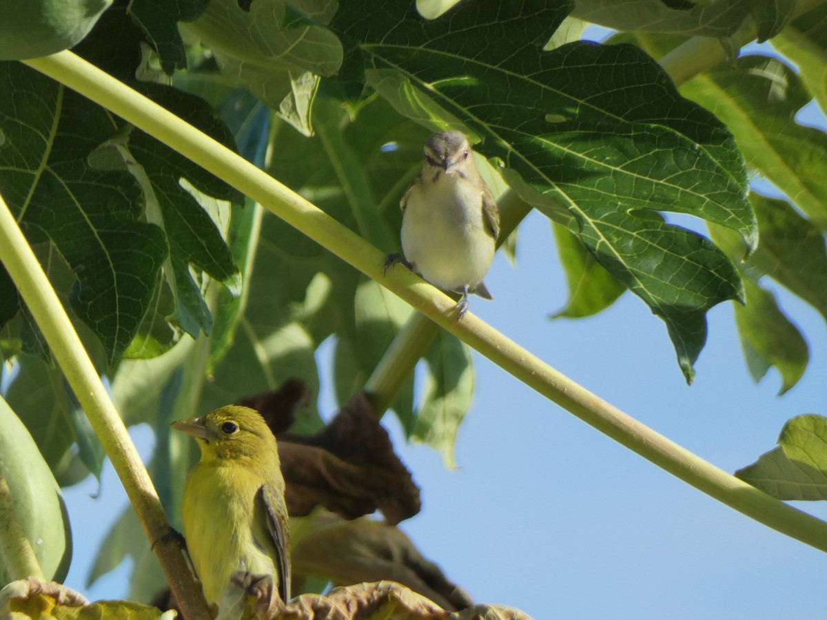 Summer Tanager - ML617710773