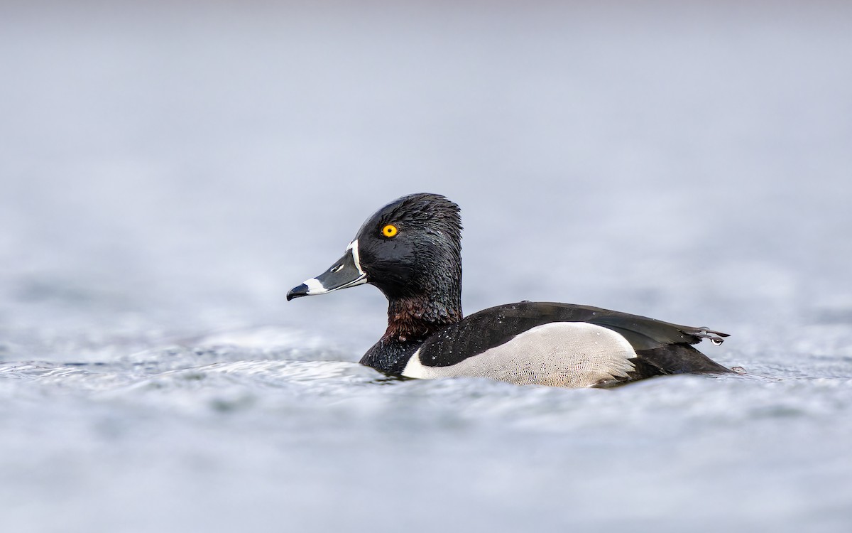 Ring-necked Duck - Frédérick Lelièvre