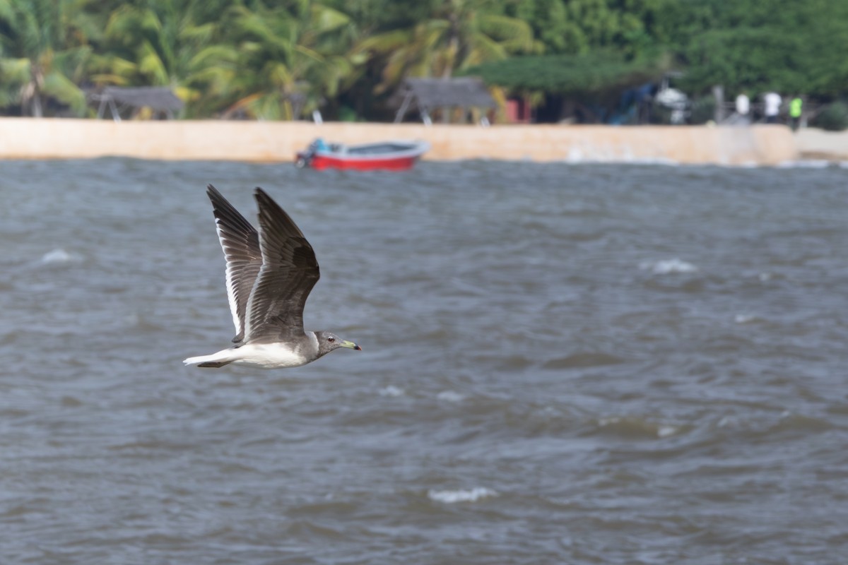 Gaviota Cejiblanca - ML617710794