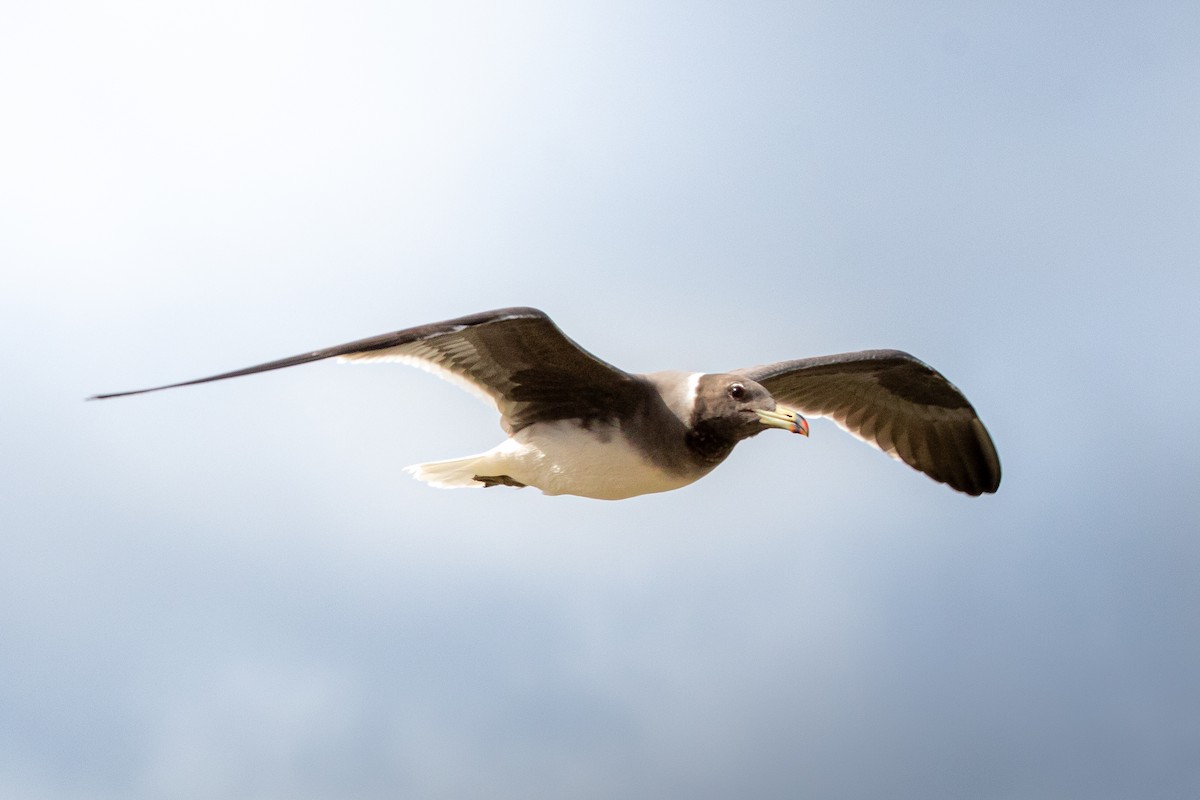 Gaviota Cejiblanca - ML617710795