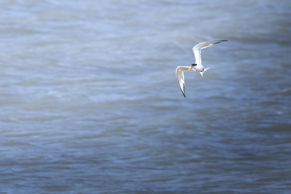 Lesser Crested Tern - ML617710803