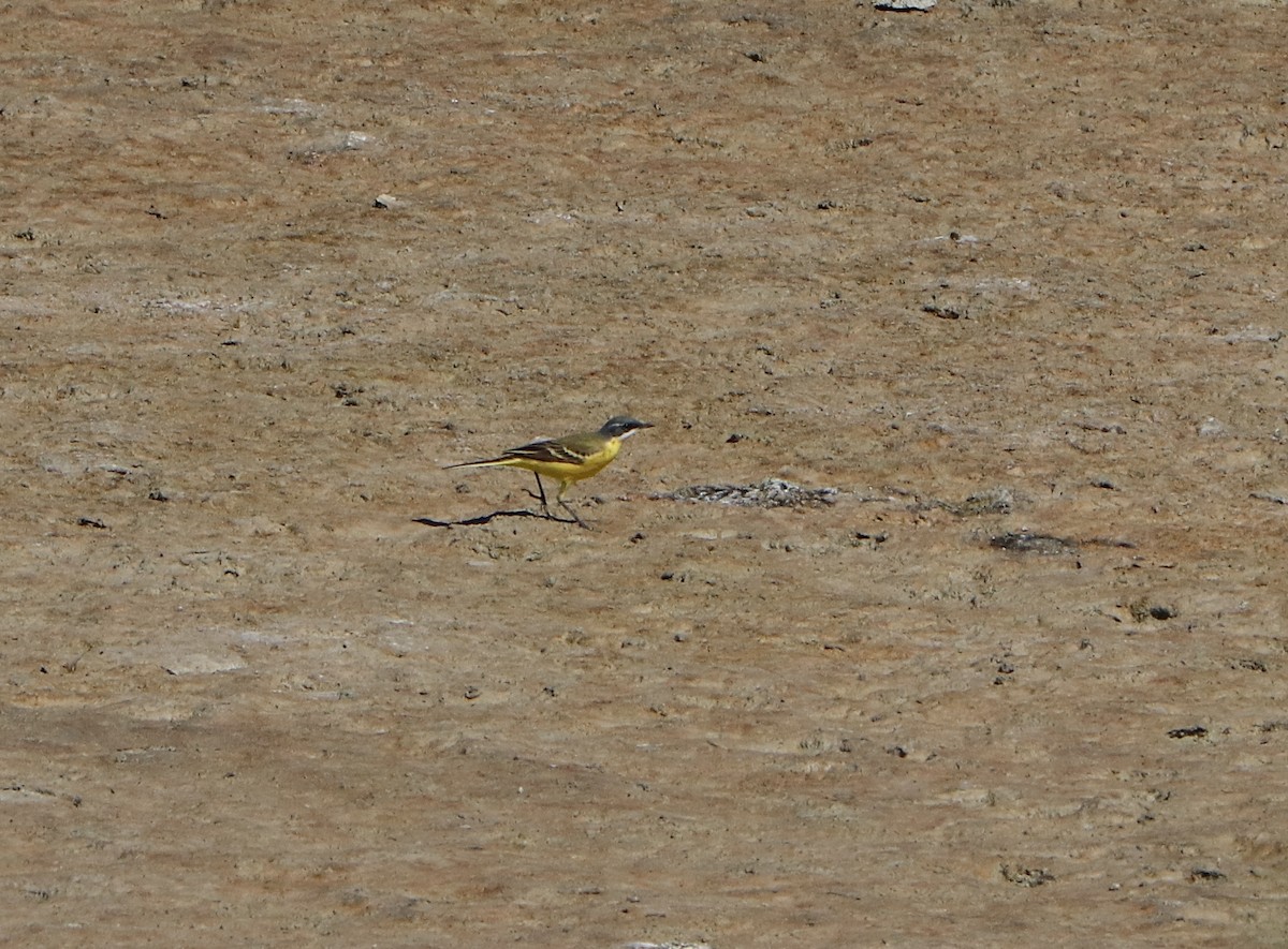 Lavandera Boyera (cinereocapilla/iberiae/pygmaeus) - ML617710809