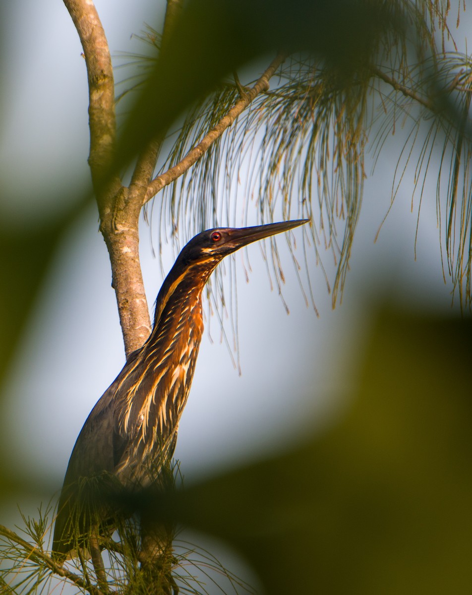 Black Bittern - ML617710843