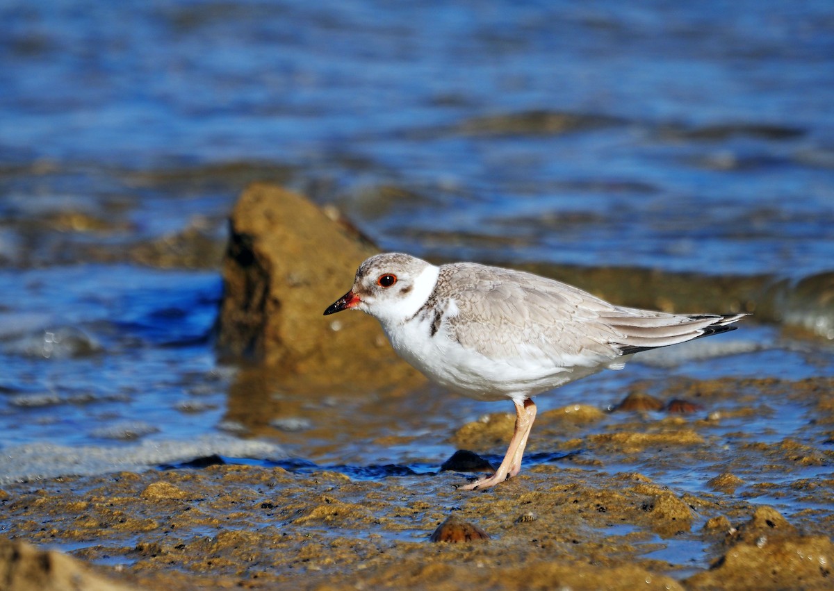 Hooded Plover - Steve Law