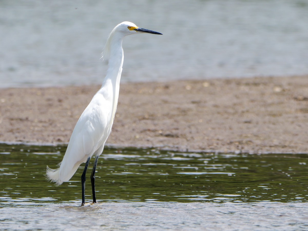 Snowy Egret - ML617710846