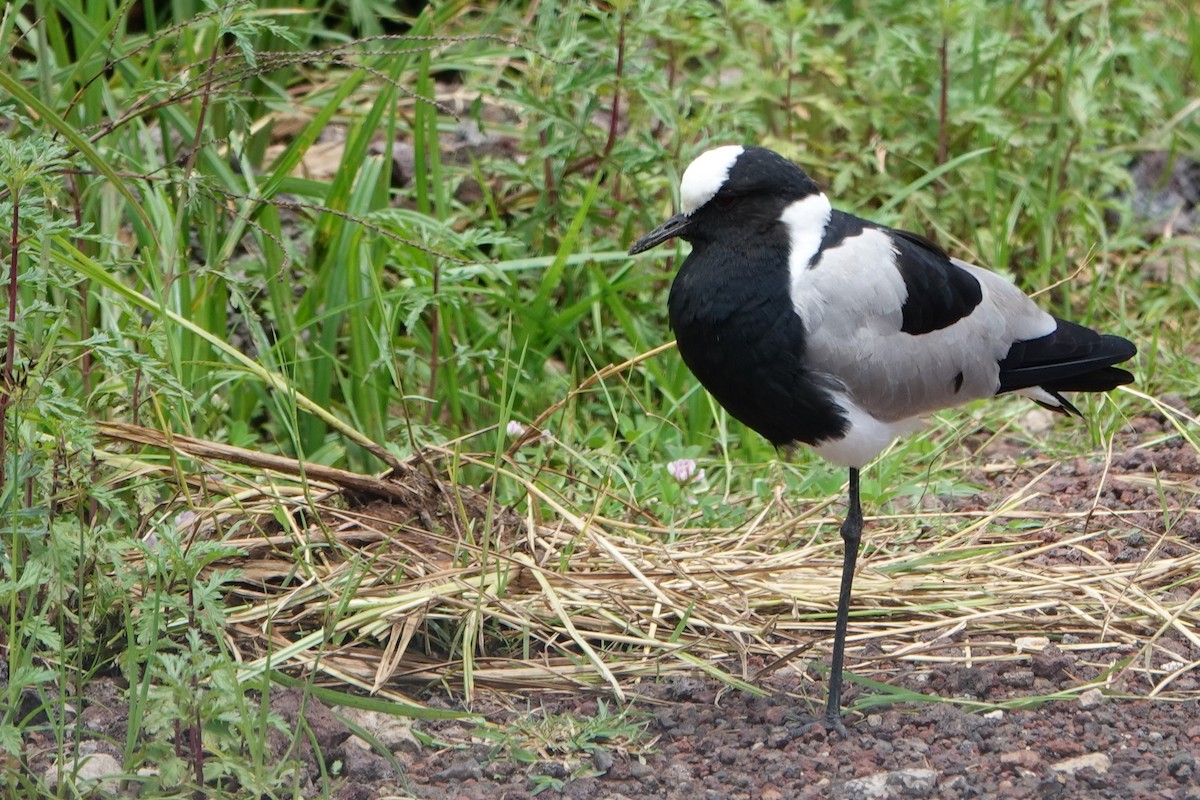 Blacksmith Lapwing - ML617710857