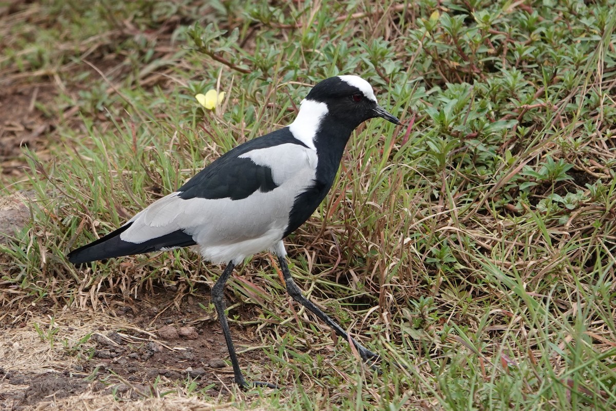 סיקסק הנפח - ML617710867