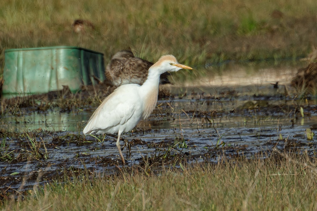 Western Cattle Egret - ML617710879