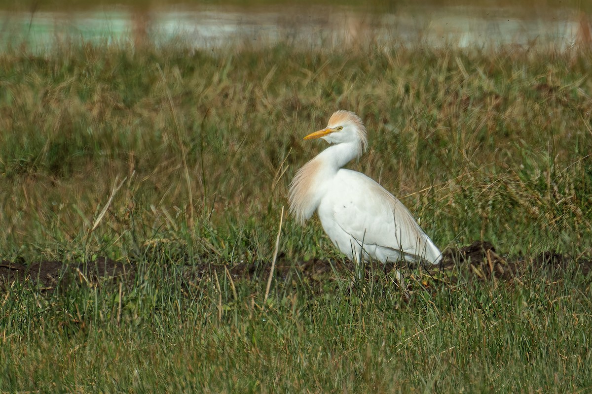 Western Cattle Egret - John Hackney