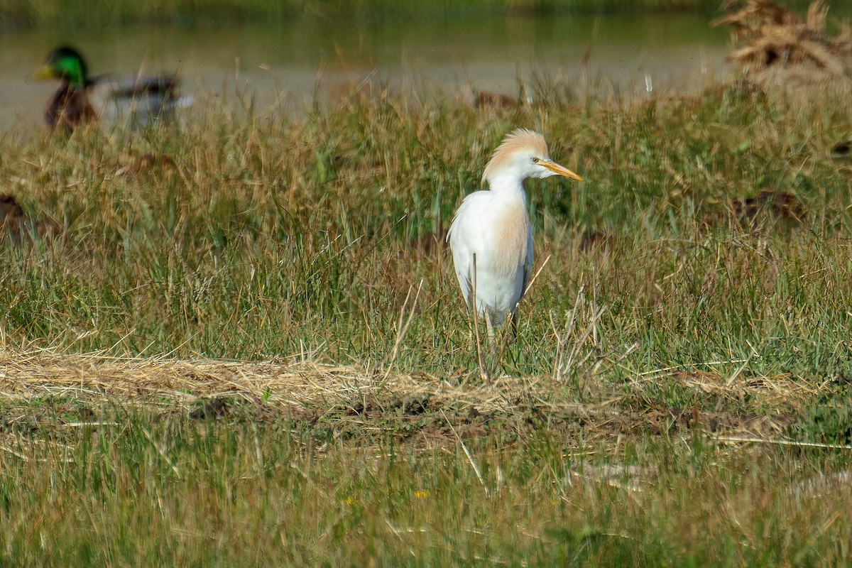 Western Cattle Egret - ML617710881