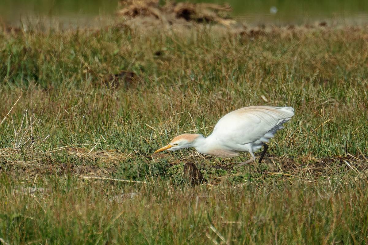 Western Cattle Egret - ML617710882