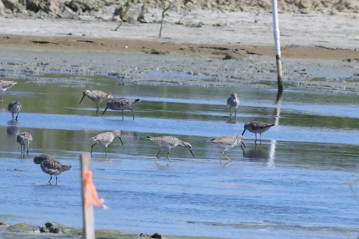 Lesser Yellowlegs - ML617710885