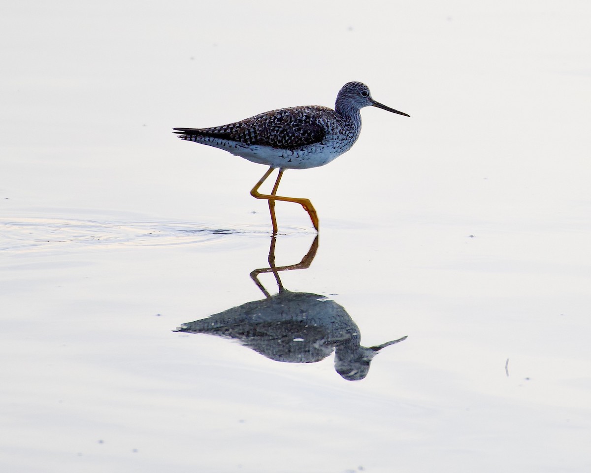 Greater Yellowlegs - ML617710917