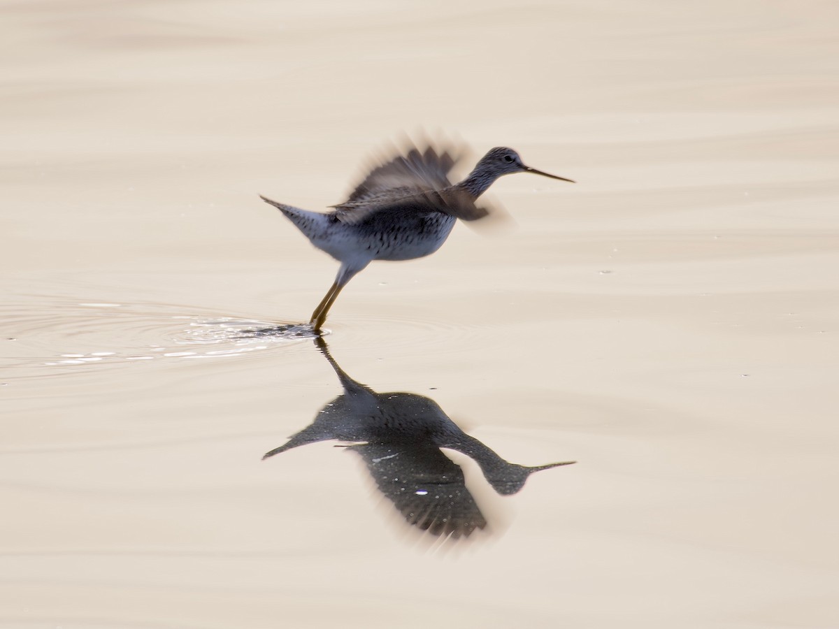 Greater Yellowlegs - ML617710919