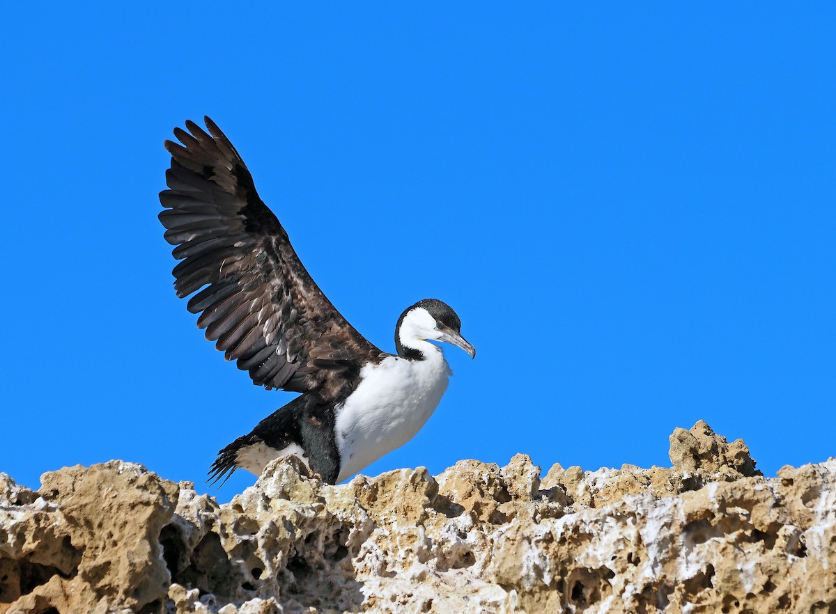 Black-faced Cormorant - ML617710959