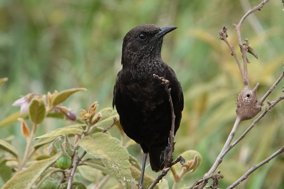 Northern Anteater-Chat - ML617710983