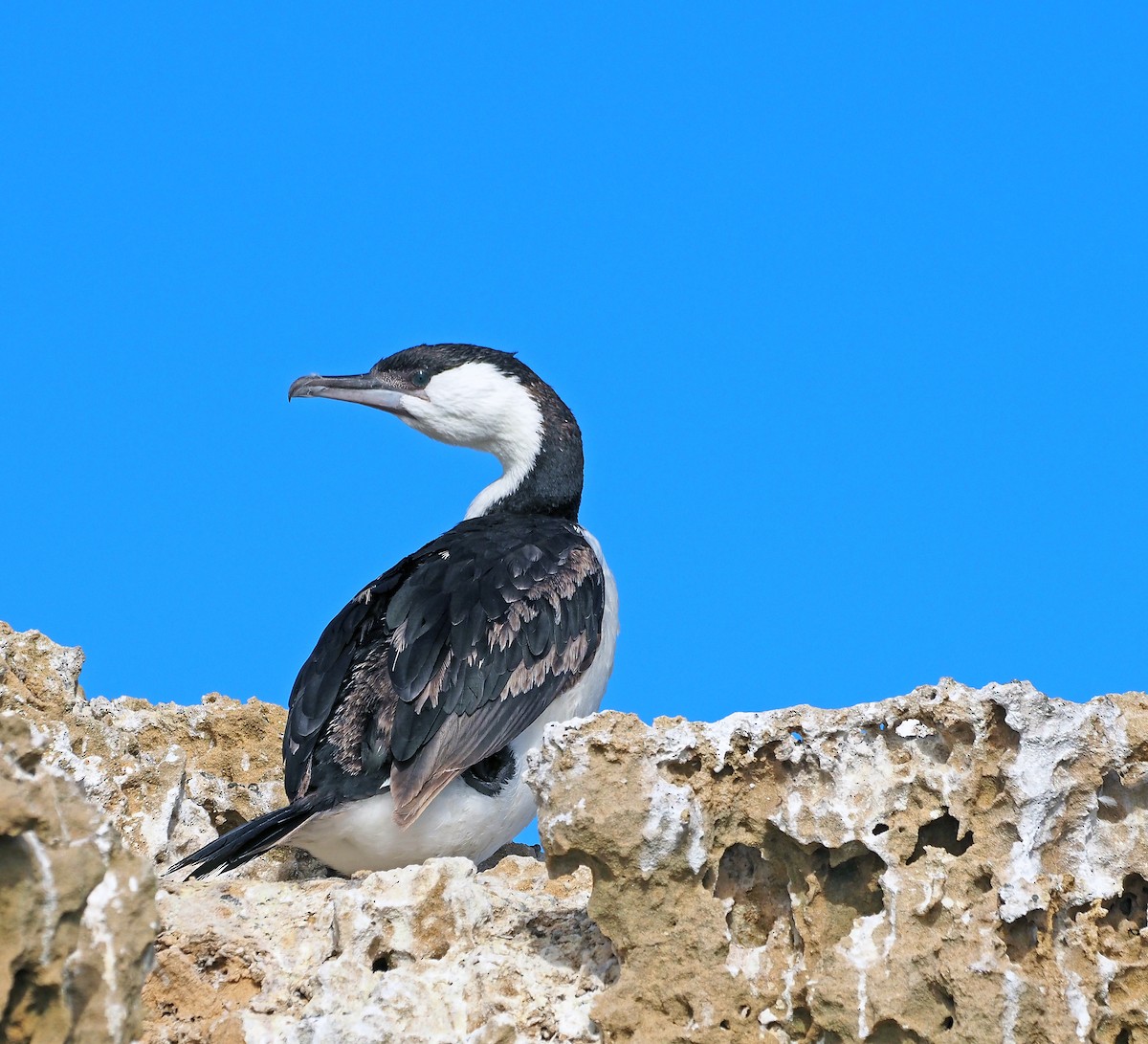 Black-faced Cormorant - ML617710984