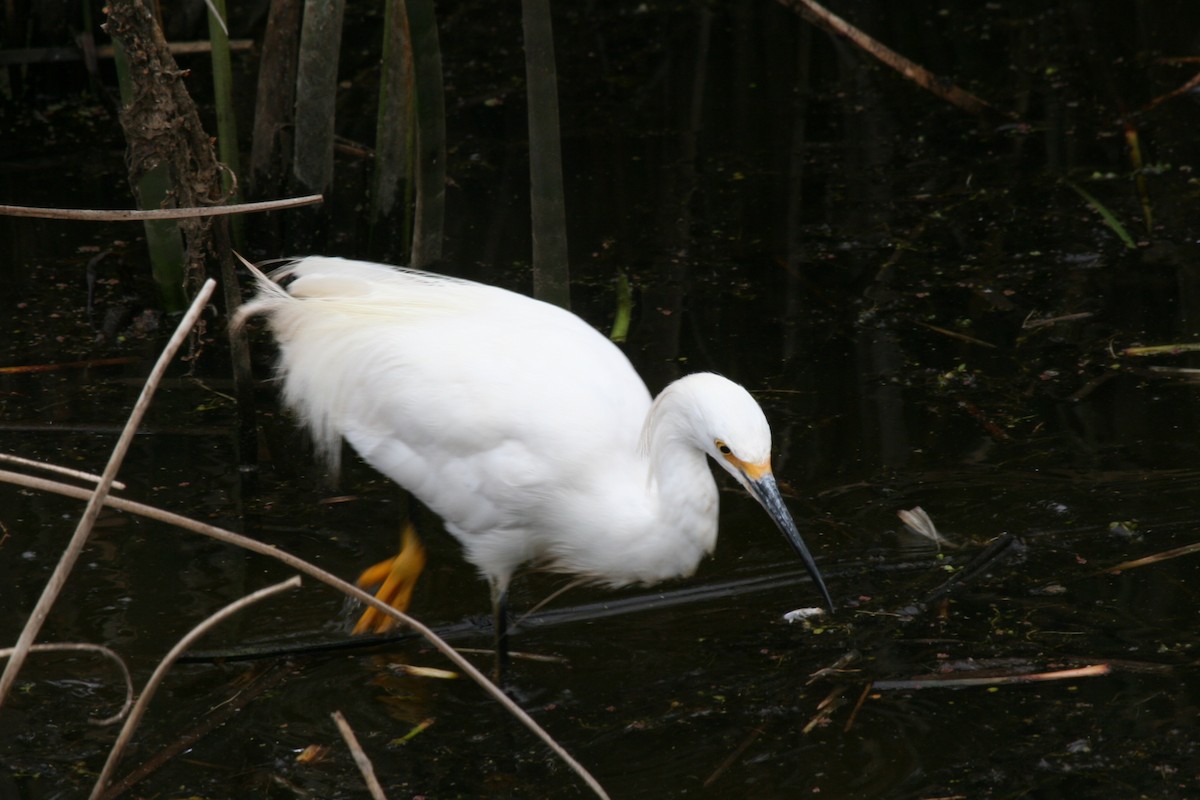 Snowy Egret - ML617711014