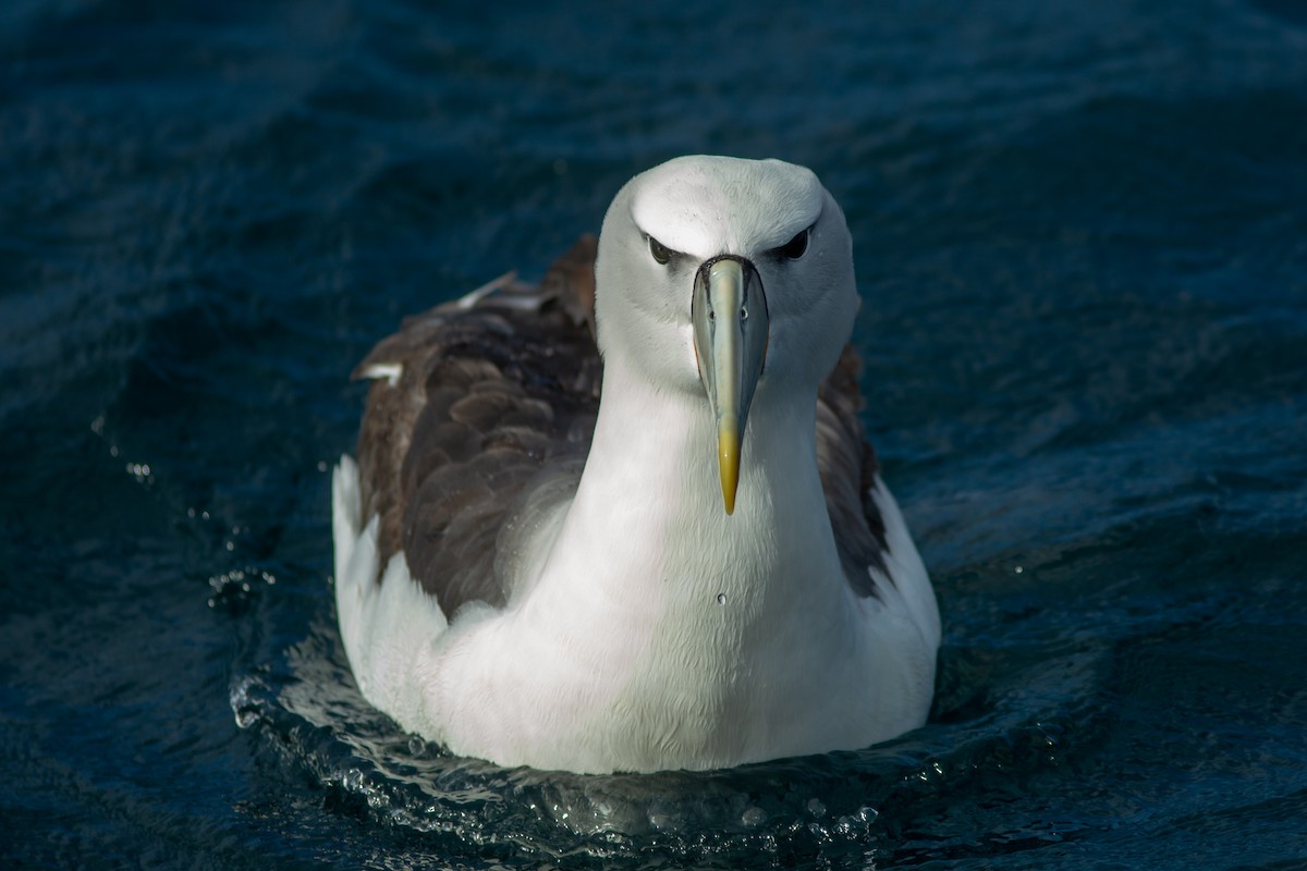 Albatros à cape blanche - ML617711020