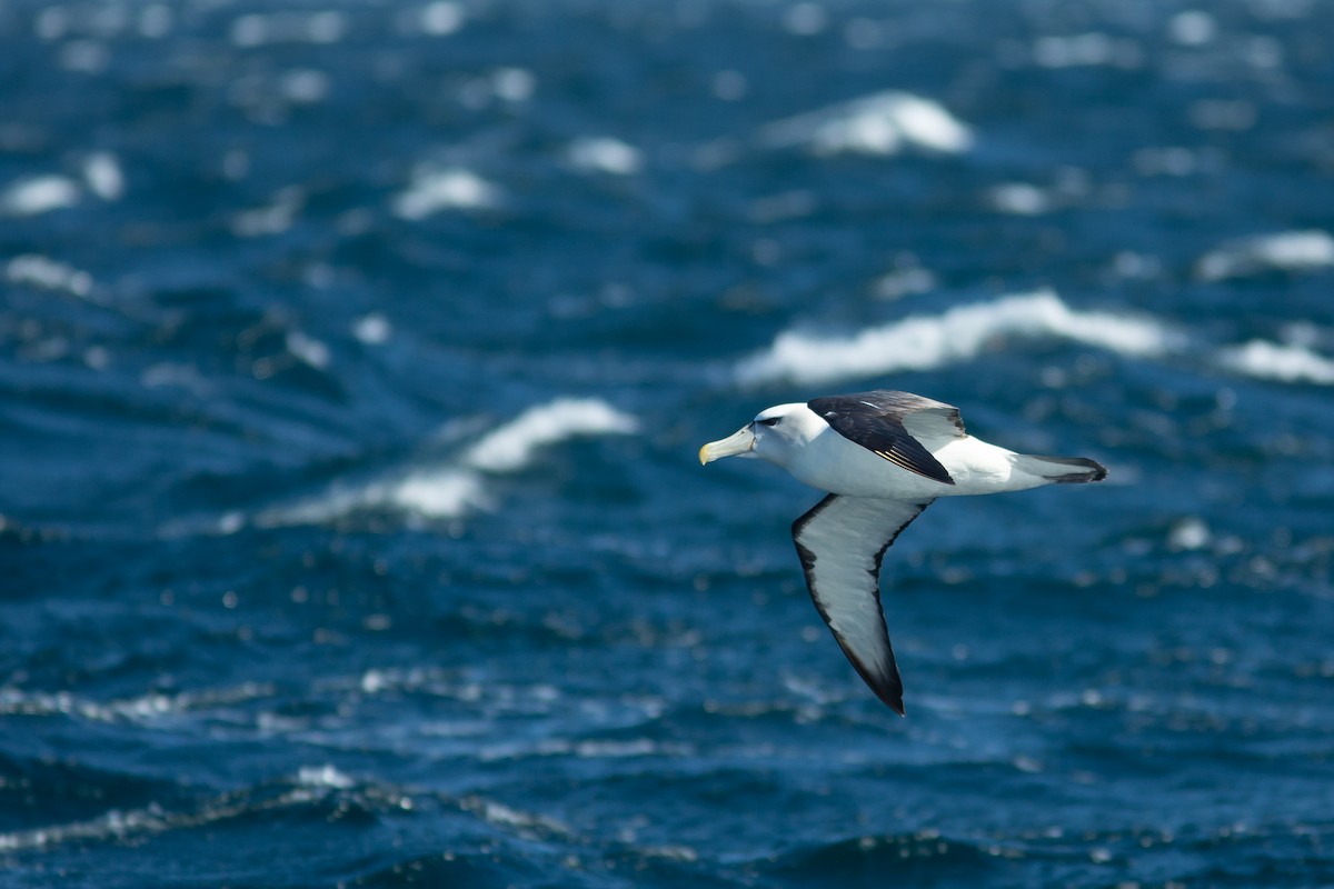 Albatros à cape blanche - ML617711021