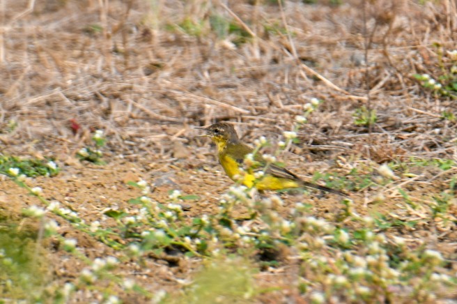 Eastern Yellow Wagtail - ML617711025