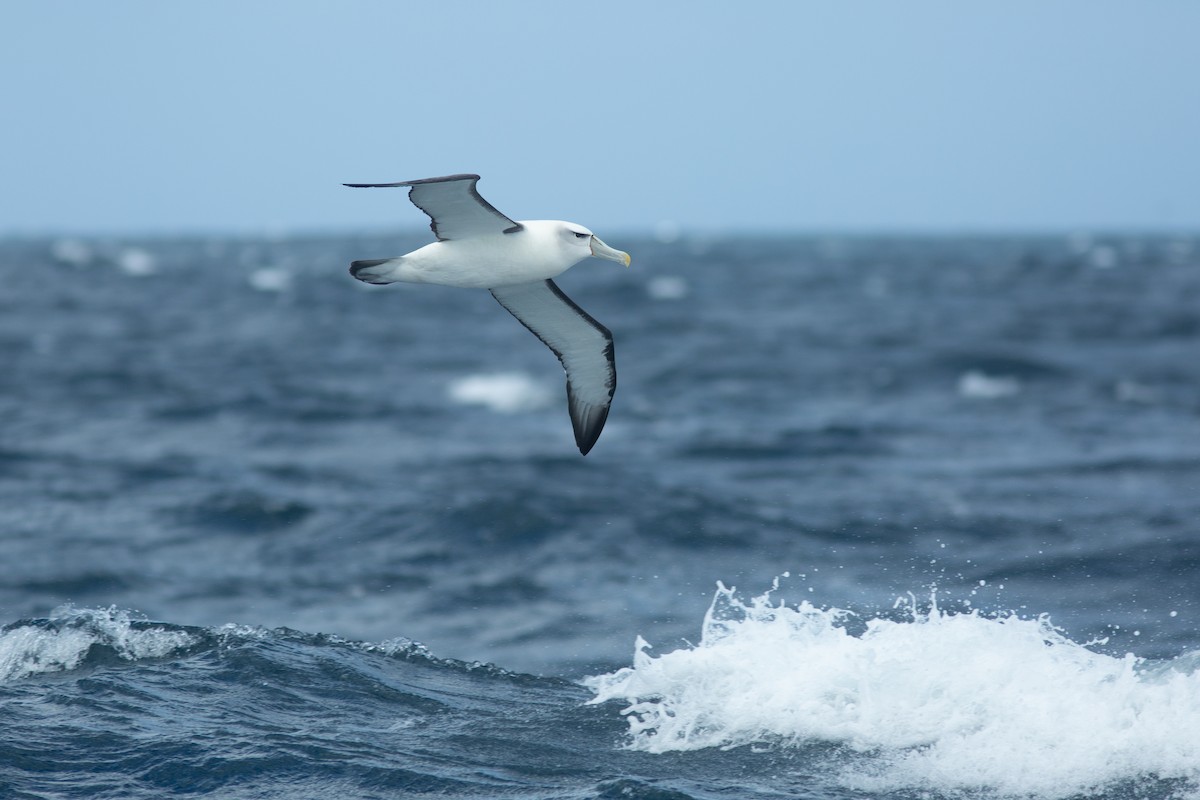 White-capped Albatross - ML617711030