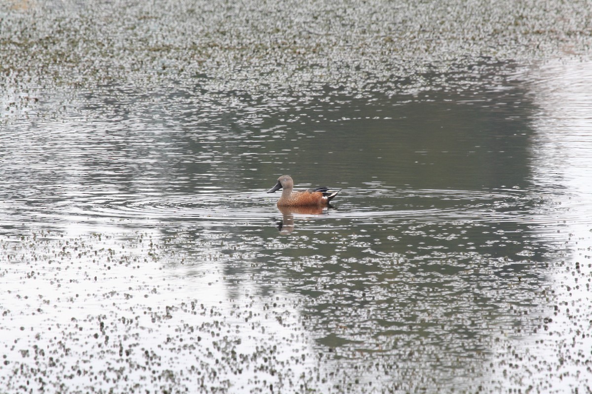 Red Shoveler - ML617711036