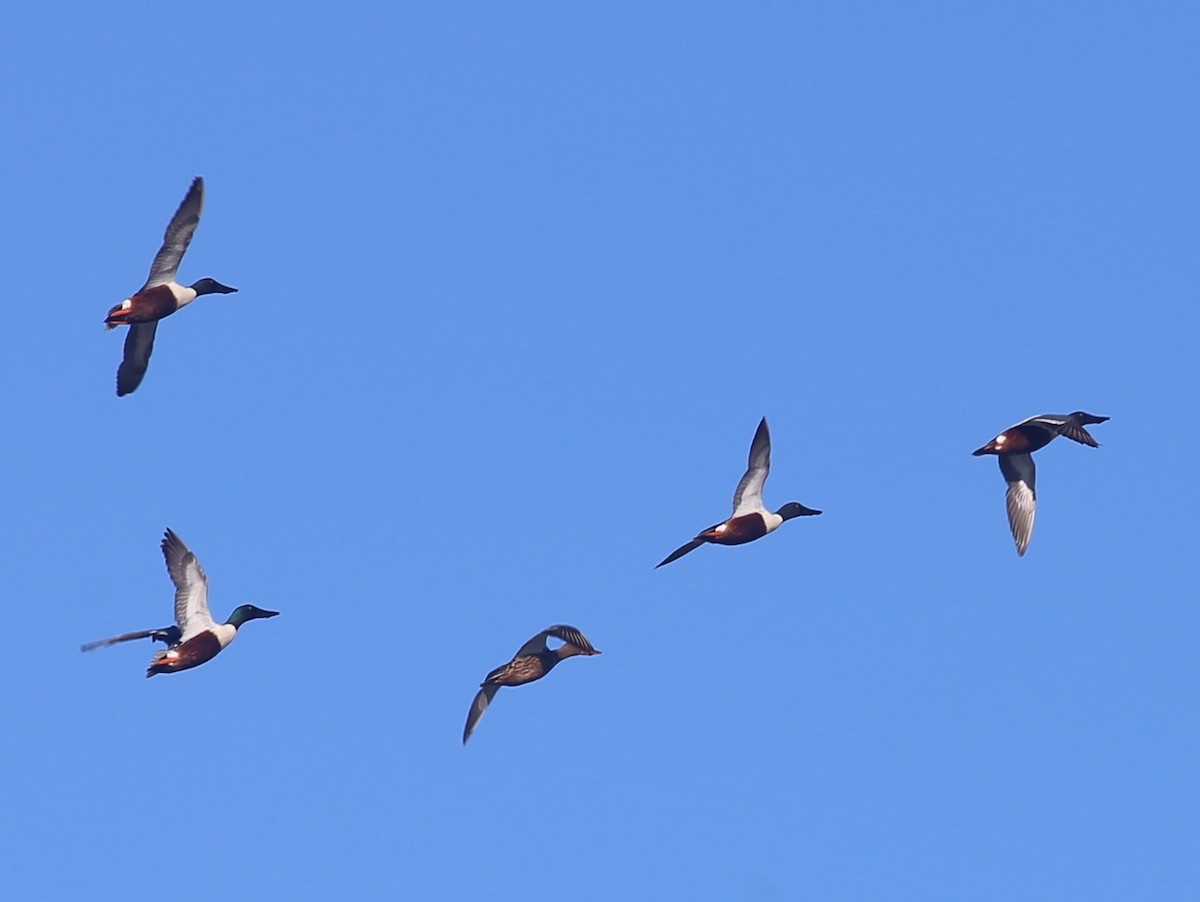 Northern Shoveler - Paul Bourdin