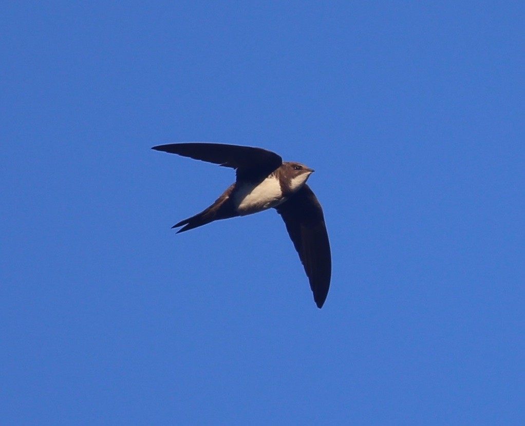 Alpine Swift - ML617711053