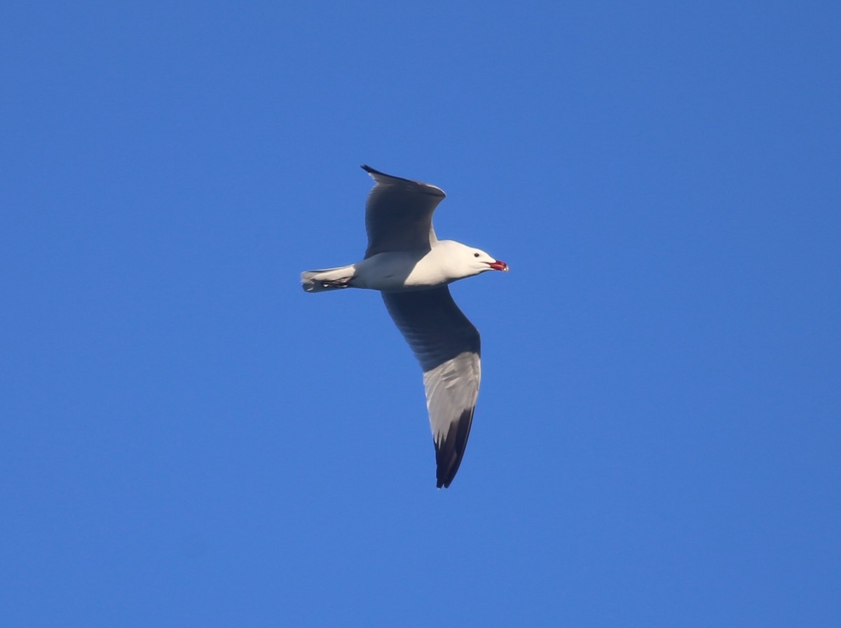 Audouin's Gull - ML617711057