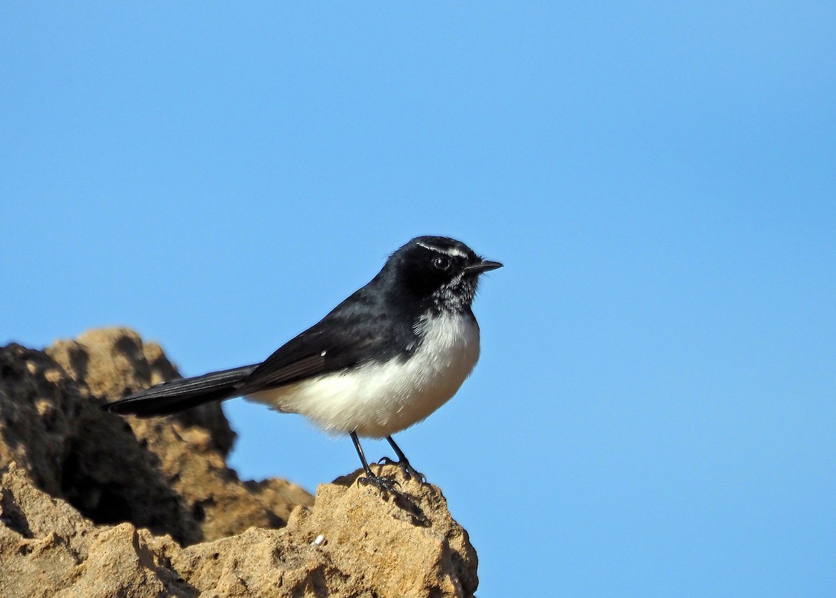 Willie-wagtail - Steve Law