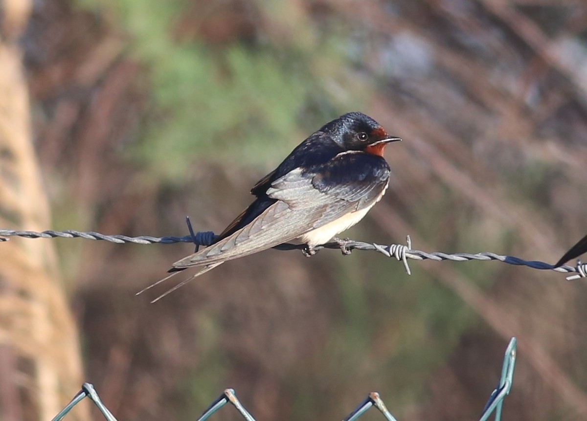 Barn Swallow - ML617711066