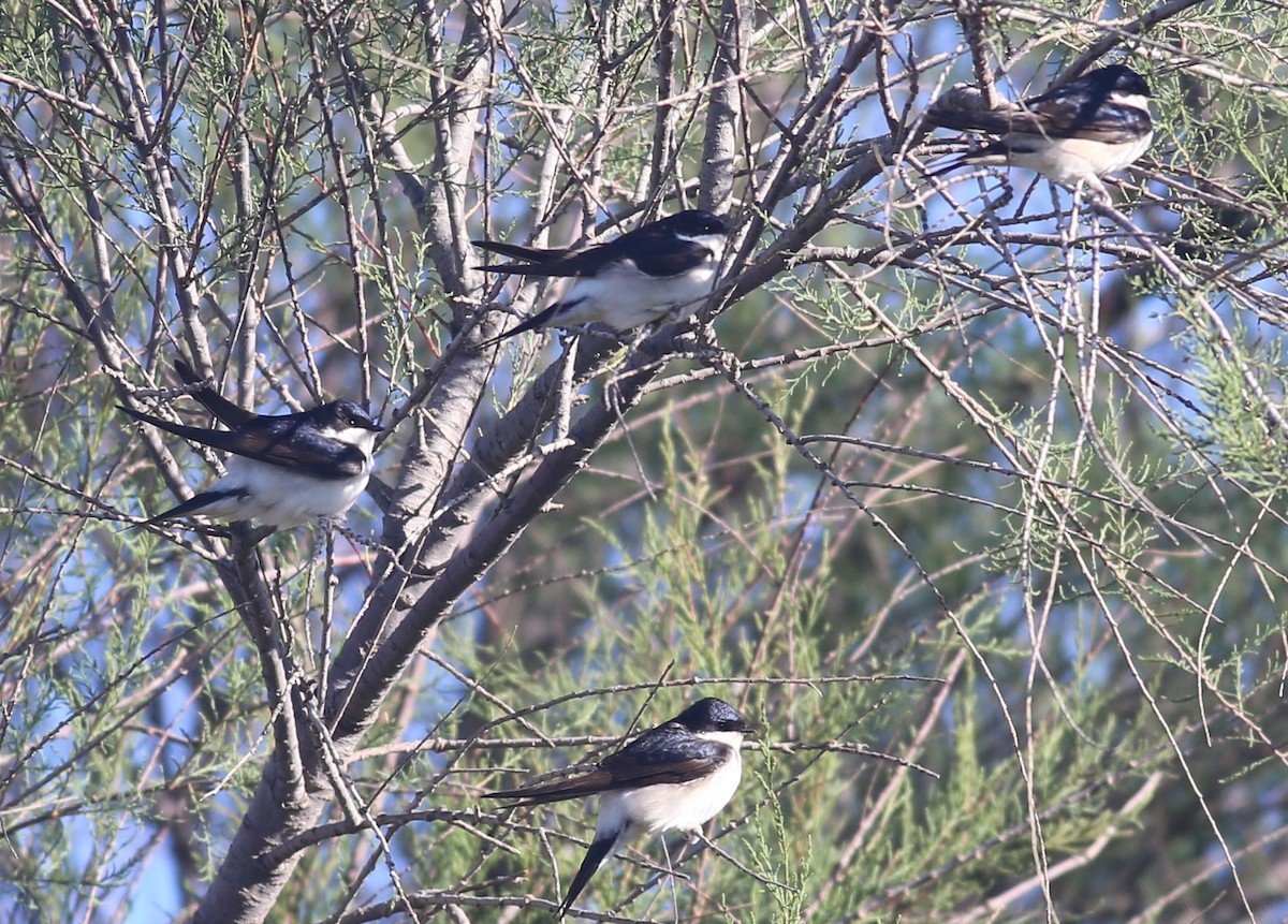 Western House-Martin - ML617711070