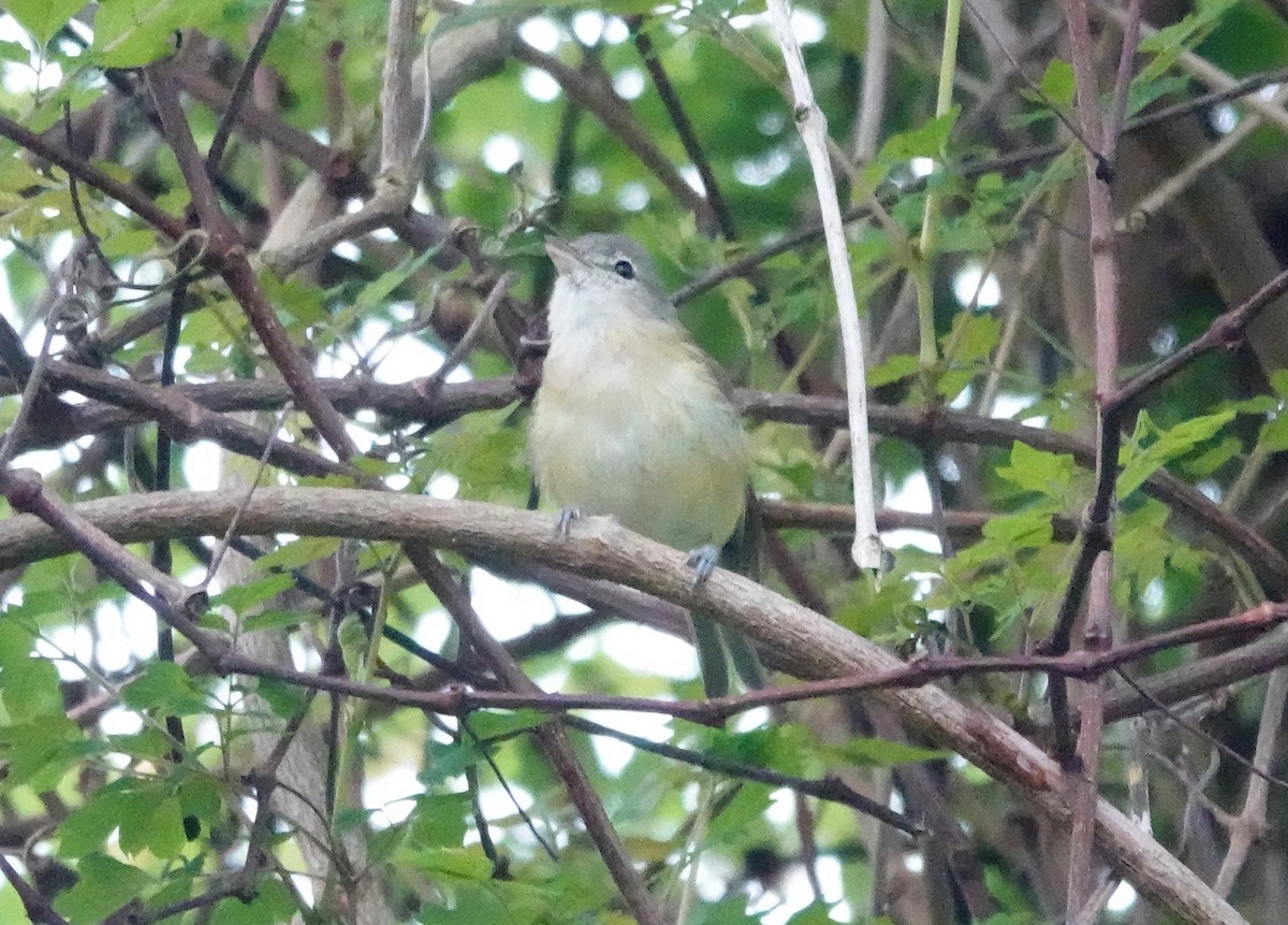 Bell's Vireo - Kathleen Coates