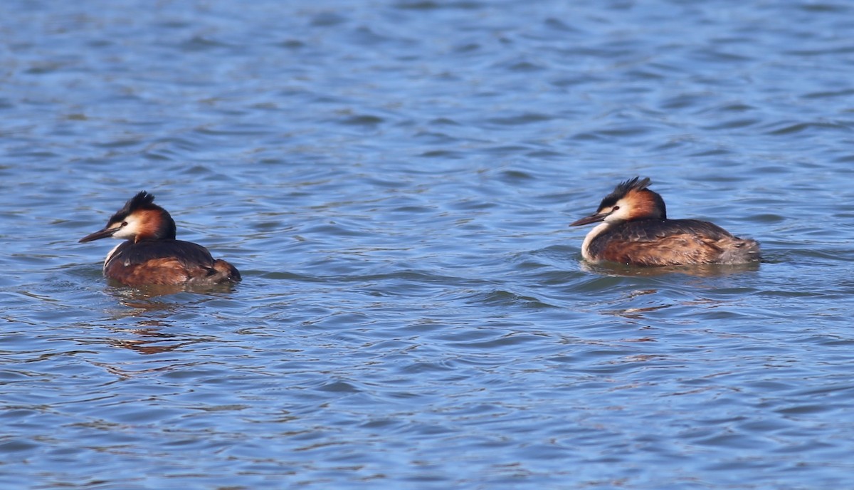 Great Crested Grebe - ML617711086
